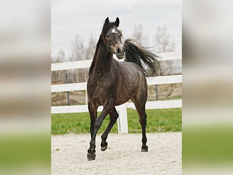 Arabian horses Stallion 2 years 15 hh Gray in Wola Rzędzińska