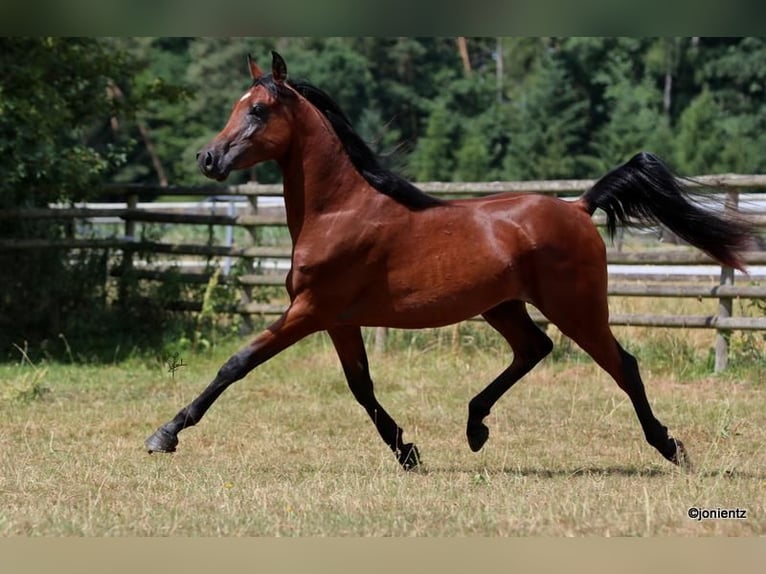 Arabian horses Stallion 2 years 15,1 hh Brown in Wassertr&#xFC;dingen