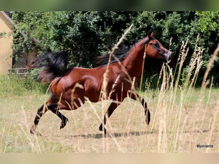 Arabian horses Stallion 2 years 15,1 hh Brown in Wassertr&#xFC;dingen