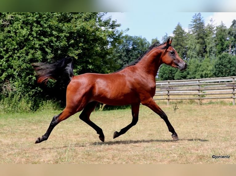 Arabian horses Stallion 2 years 15,1 hh Brown in Wassertr&#xFC;dingen