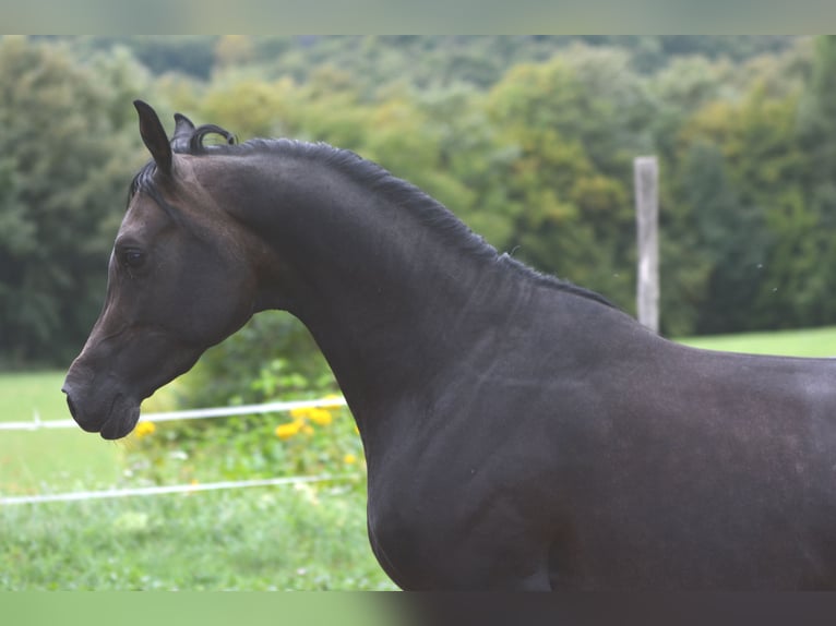 Arabian horses Stallion 2 years 15,1 hh Grey in Koprivnica
