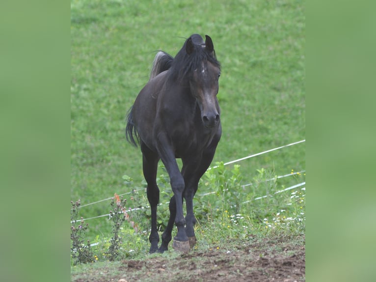 Arabian horses Stallion 2 years 15,1 hh Grey in Koprivnica