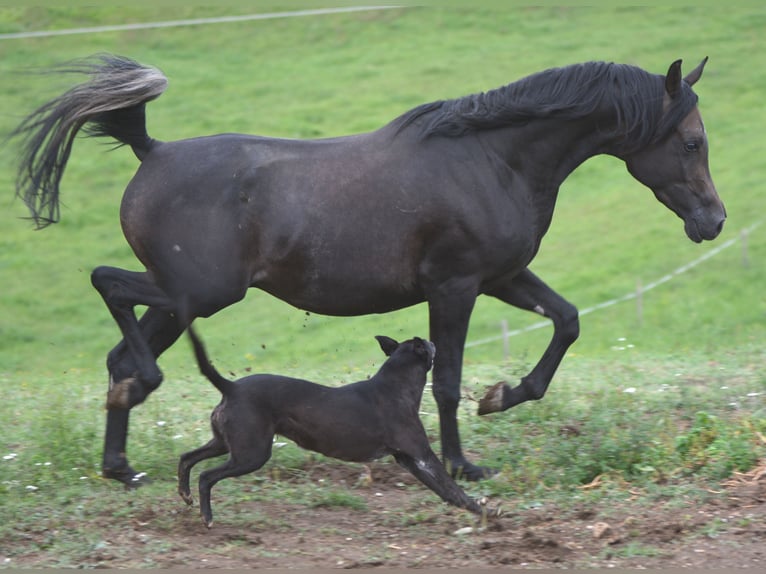Arabian horses Stallion 2 years 15,1 hh Grey in Koprivnica