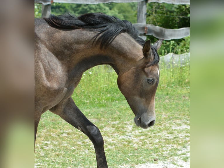 Arabian horses Stallion 2 years 15,1 hh Grey in Koprivnica