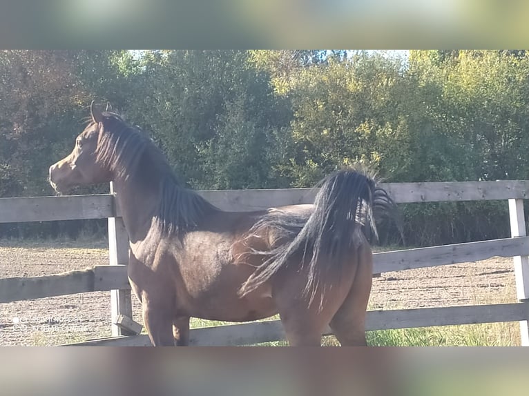 Arabian horses Stallion 2 years 15,1 hh Smoky-Black in Rad&#x142;&#xF3;w