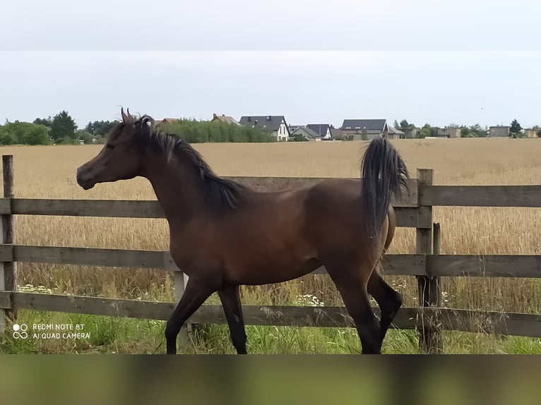 Arabian horses Stallion 2 years 15,1 hh Smoky-Black in Rad&#x142;&#xF3;w
