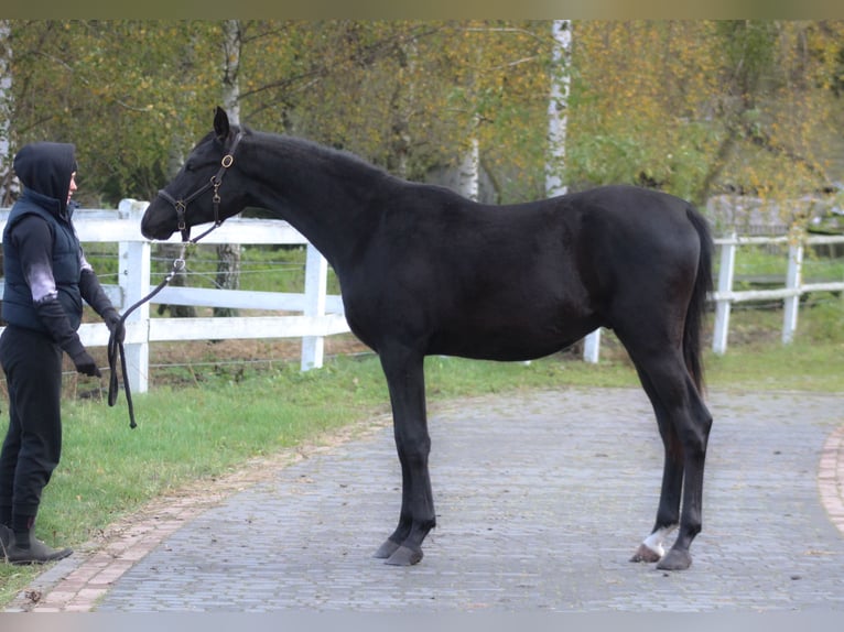 Arabian horses Stallion 2 years 15,2 hh Black in Santok