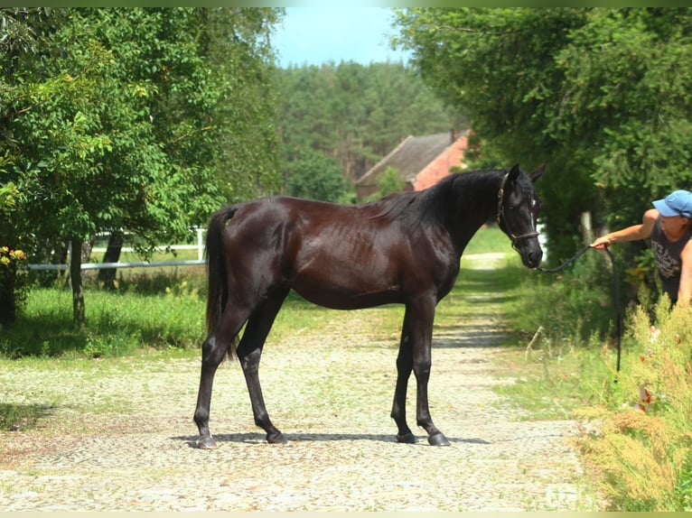 Arabian horses Stallion 2 years 15,2 hh Black in Santok