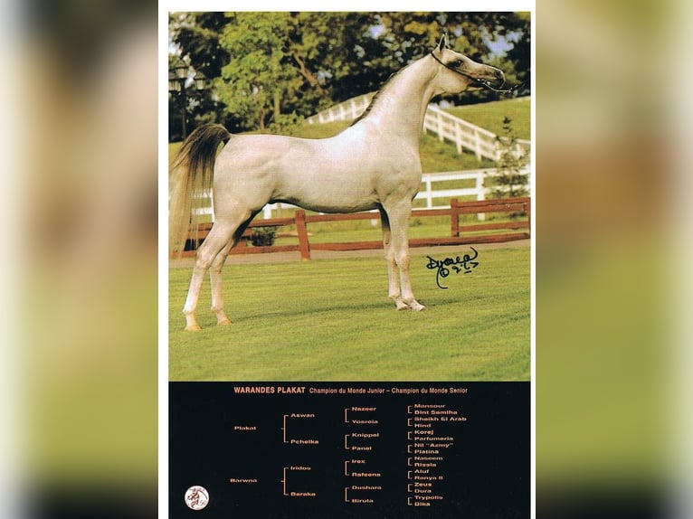 Arabian horses Stallion 2 years 15,2 hh Chestnut in Laurenan