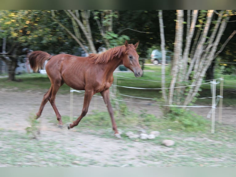 Arabian horses Stallion 2 years 15,2 hh Chestnut in Laurenan