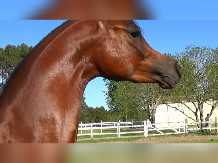 Arabian horses Stallion 2 years Bay in Bordeaux