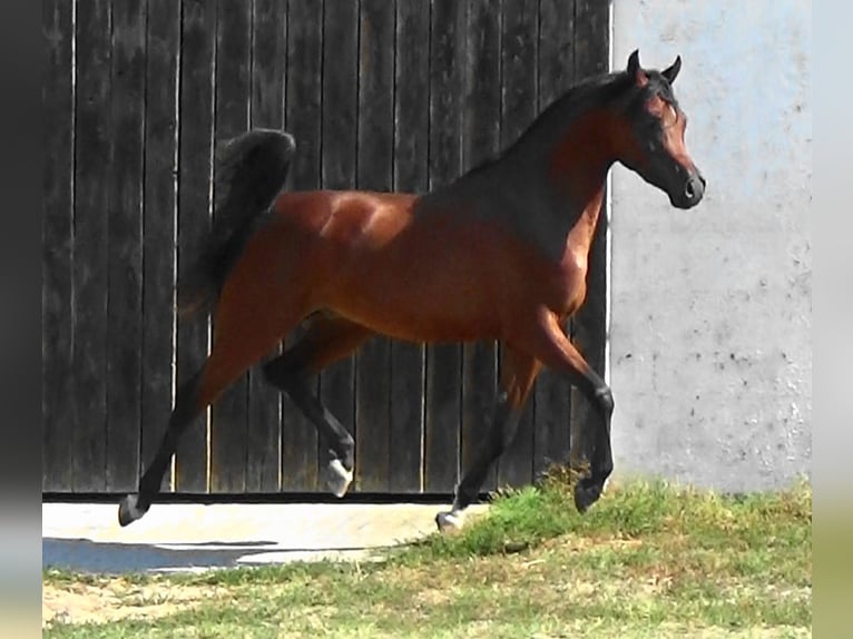 Arabian horses Stallion 2 years Bay in Bordeaux