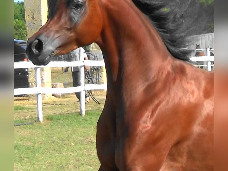 Arabian horses Stallion 2 years Bay in Bordeaux
