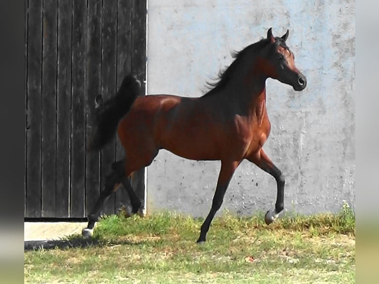 Arabian horses Stallion 2 years Bay in Bordeaux