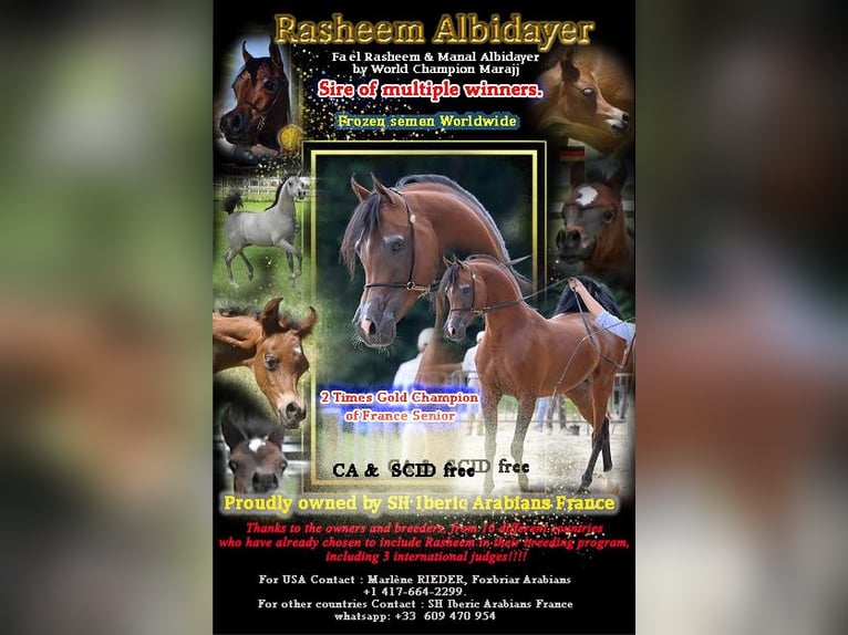 Arabian horses Stallion 2 years Bay in Bordeaux