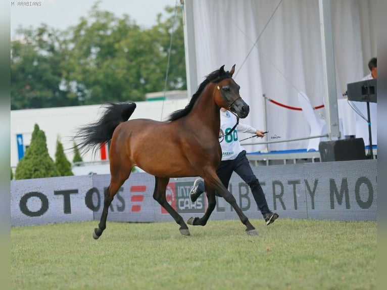 Arabian horses Stallion 2 years Bay in Ko&#x15B;cian