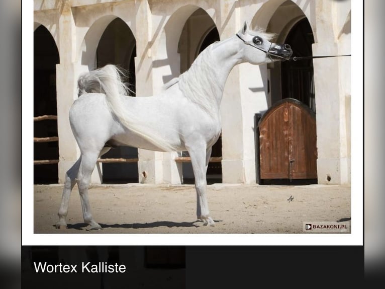 Arabian horses Stallion 2 years Bay in Ko&#x15B;cian