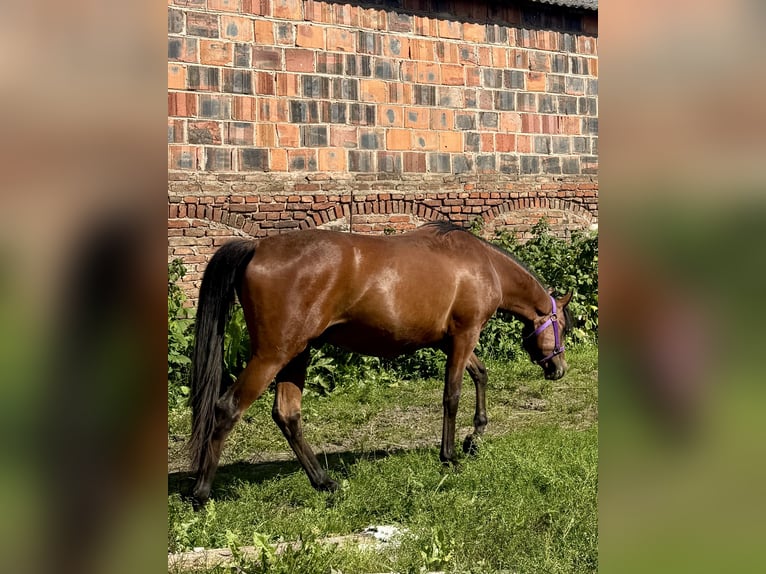 Arabian horses Stallion 2 years Bay in Ko&#x15B;cian