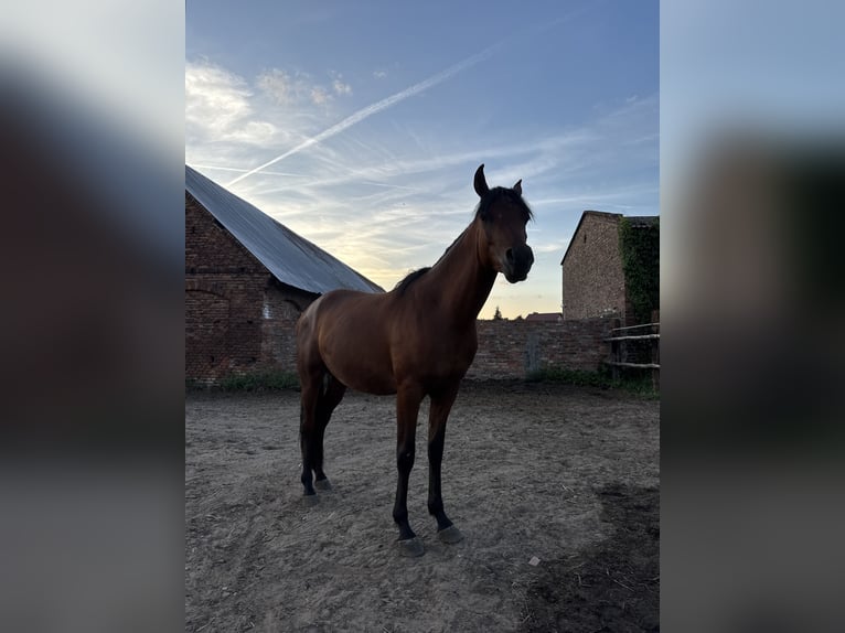 Arabian horses Stallion 2 years Bay in Ko&#x15B;cian
