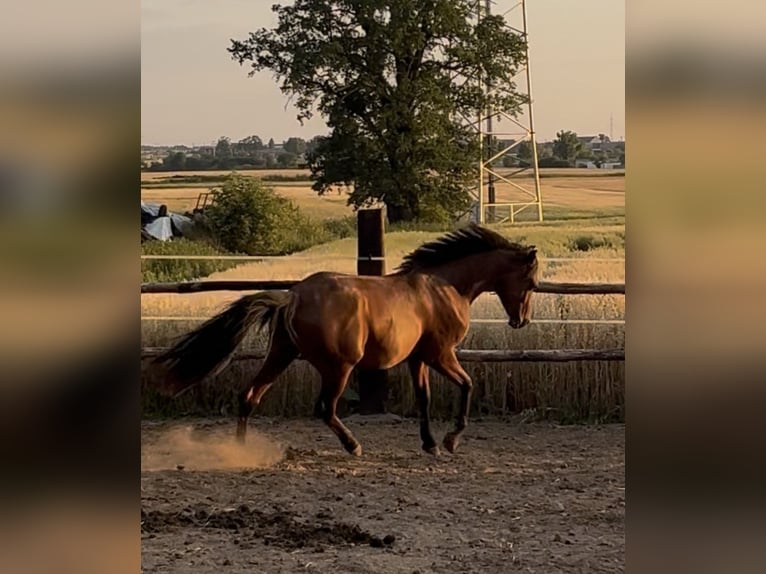 Arabian horses Stallion 2 years Bay in Ko&#x15B;cian