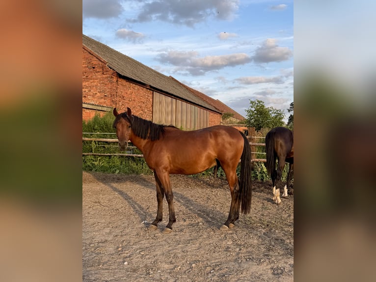 Arabian horses Stallion 2 years Bay in Ko&#x15B;cian