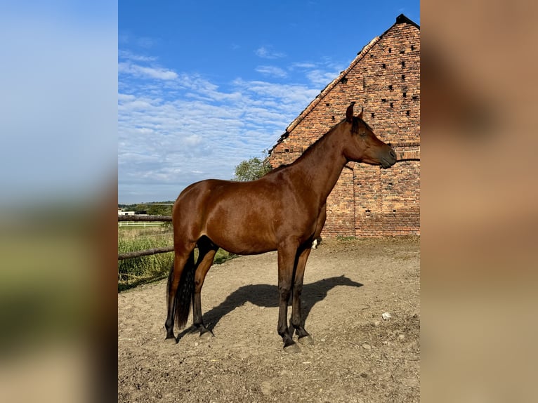 Arabian horses Stallion 2 years Bay in Ko&#x15B;cian