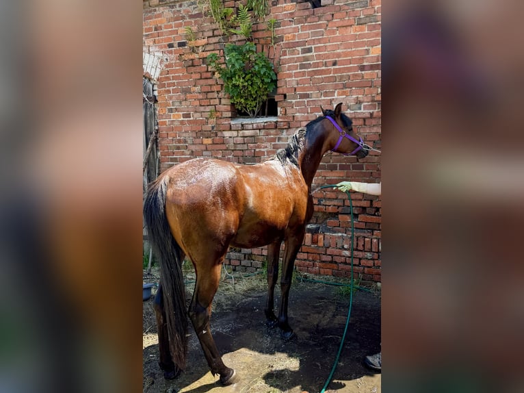 Arabian horses Stallion 2 years Bay in Ko&#x15B;cian