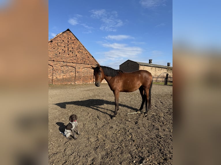 Arabian horses Stallion 2 years Bay in Ko&#x15B;cian