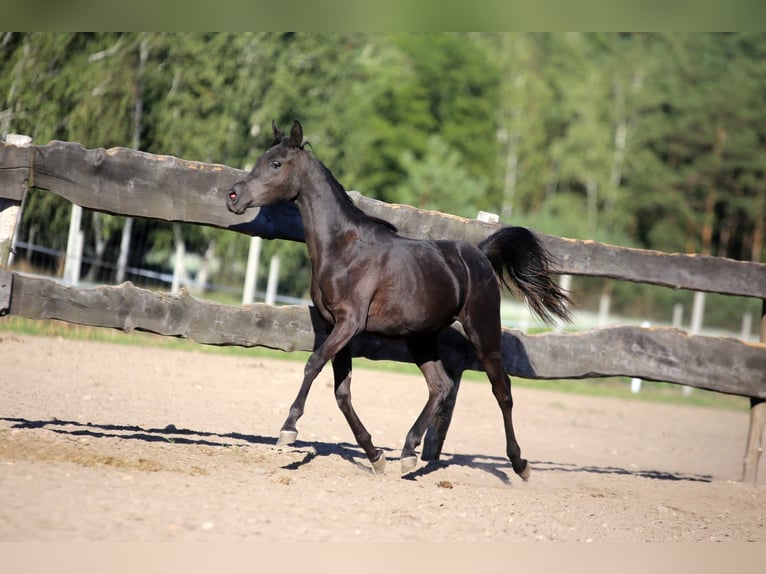 Arabian horses Stallion 2 years Black in Głowno