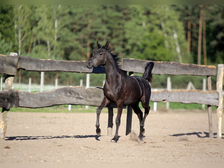 Arabian horses Stallion 2 years Black in Głowno