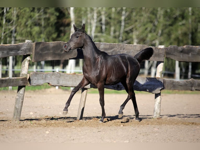 Arabian horses Stallion 2 years Black in Głowno