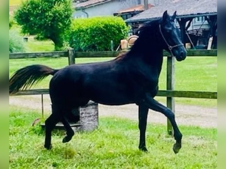 Arabian horses Stallion 2 years Black in Saint Mont