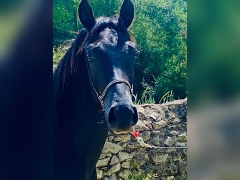 Arabian horses Stallion 2 years Black in Saint Mont