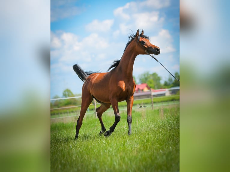 Arabian horses Stallion 2 years Brown in Stryk&#xF3;w