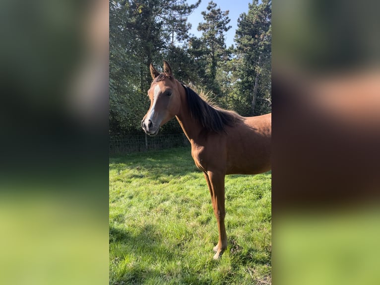 Arabian horses Stallion 2 years Brown-Light in Veurne