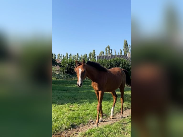 Arabian horses Stallion 2 years Brown-Light in Veurne