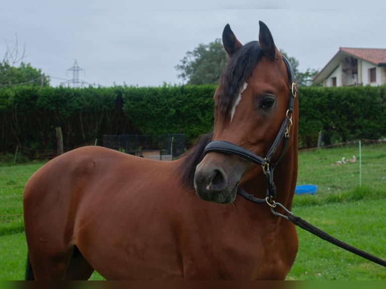 Arabian horses Stallion 2 years Brown in Bilbao