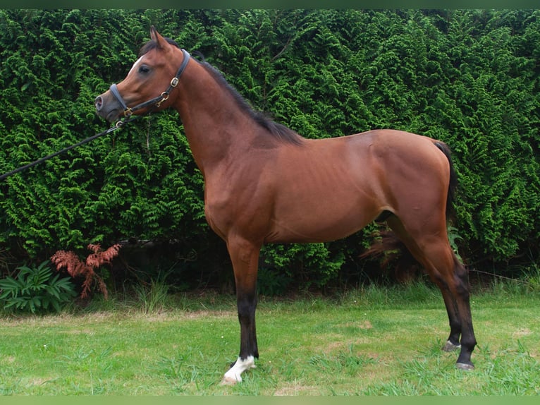 Arabian horses Stallion 2 years Brown in Bilbao
