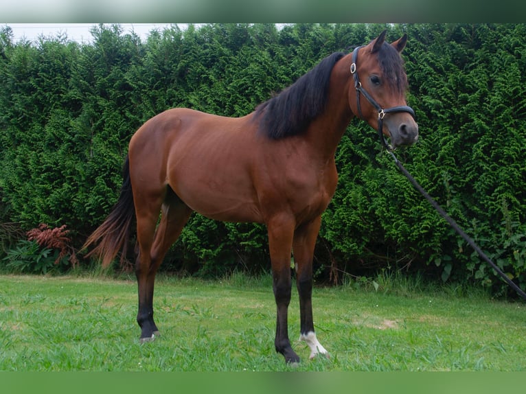 Arabian horses Stallion 2 years Brown in Bilbao