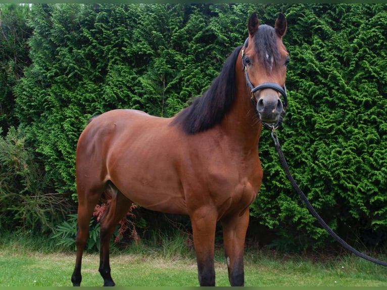 Arabian horses Stallion 2 years Brown in Bilbao