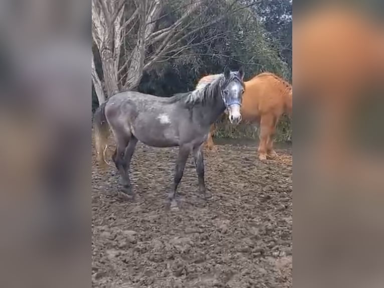 Arabian horses Stallion 2 years Brown in corneliano bertario