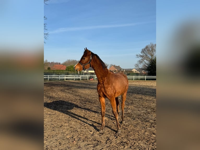 Arabian horses Stallion 2 years Brown in Heusden zolder