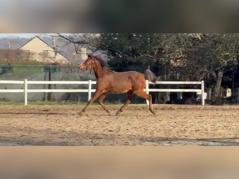 Arabian horses Stallion 2 years Brown in Heusden zolder