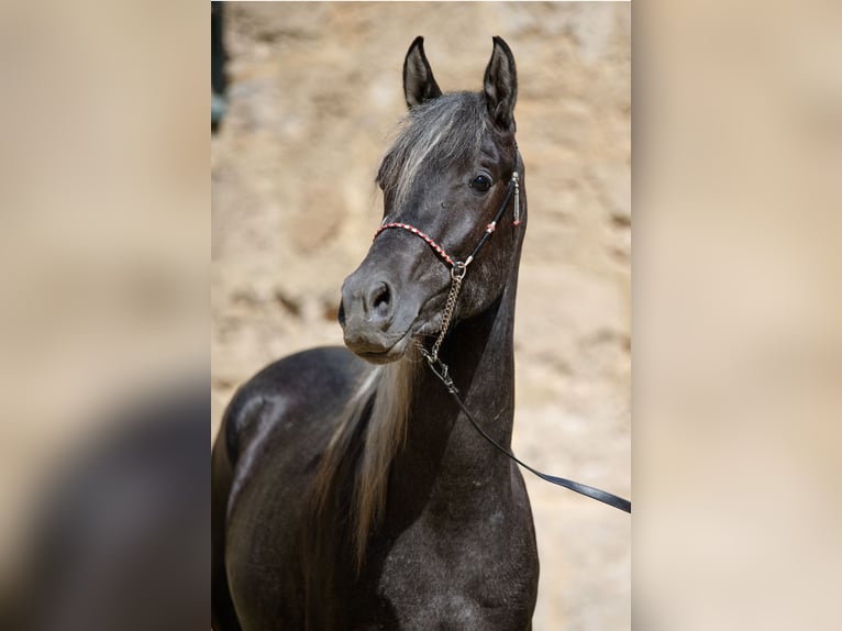 Arabian horses Stallion 2 years Can be white in Gomadingen