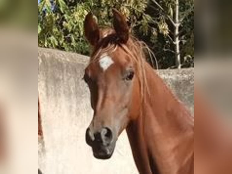 Arabian horses Stallion 2 years Chestnut-Red in Otura