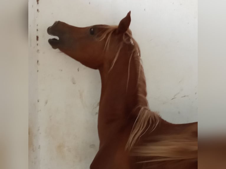 Arabian horses Stallion 2 years Chestnut-Red in Otura