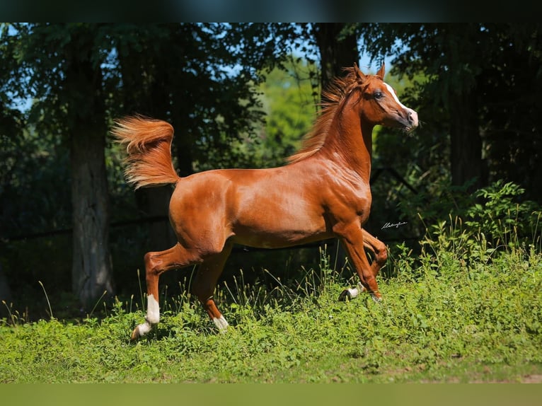 Arabian horses Stallion 2 years Chestnut-Red in Wroclaw