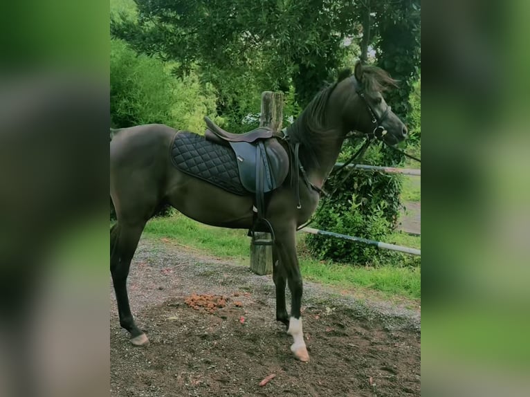 Arabian horses Stallion 2 years in Italy