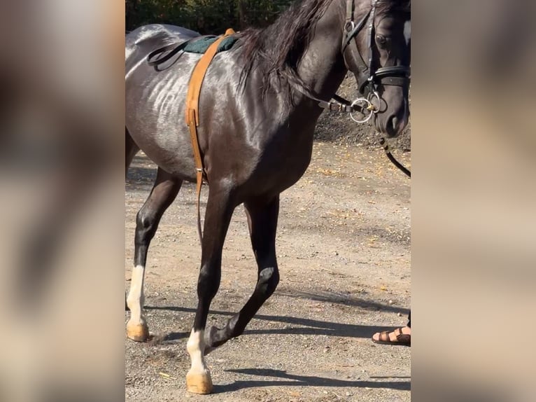 Arabian horses Stallion 2 years in Italy