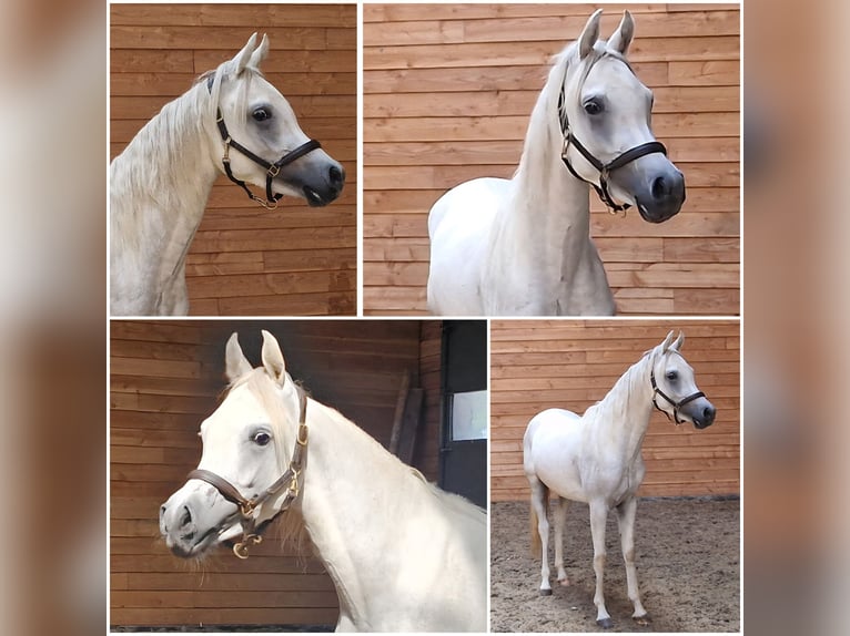Arabian horses Stallion 2 years in Den Ham Arabian horses Stallion 2 years in Den Ham